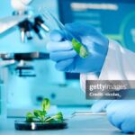 A scientist examining parts of a plantFor more science related images see this lightbox: